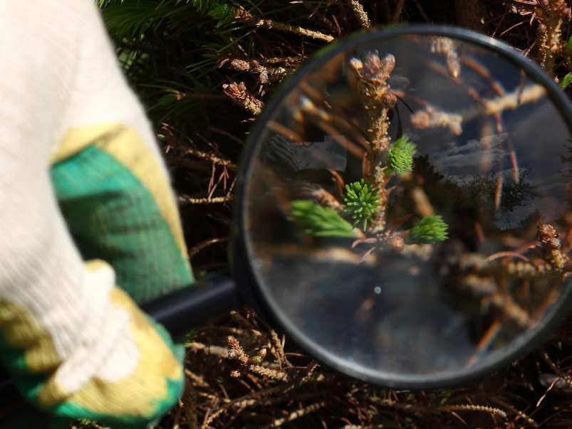 Tree Care Tips & Insights from Certified Arborists